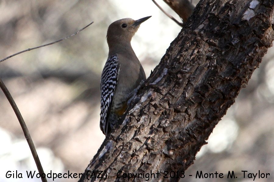 Gila Woodpecker -winter female- (Arizona)