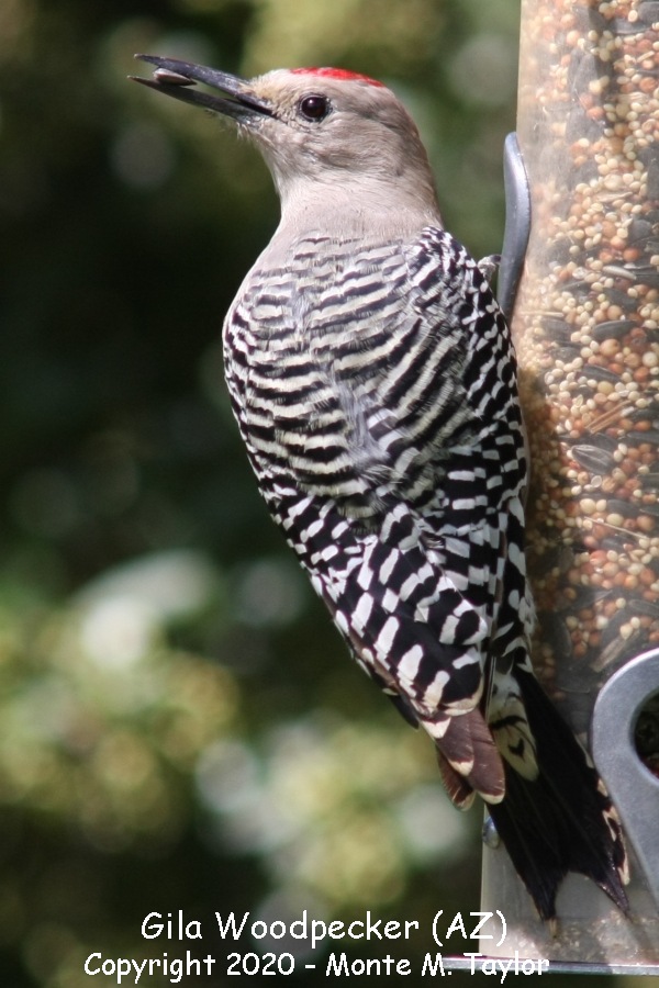 Gila Woodpecker -fall male- (Arizona)