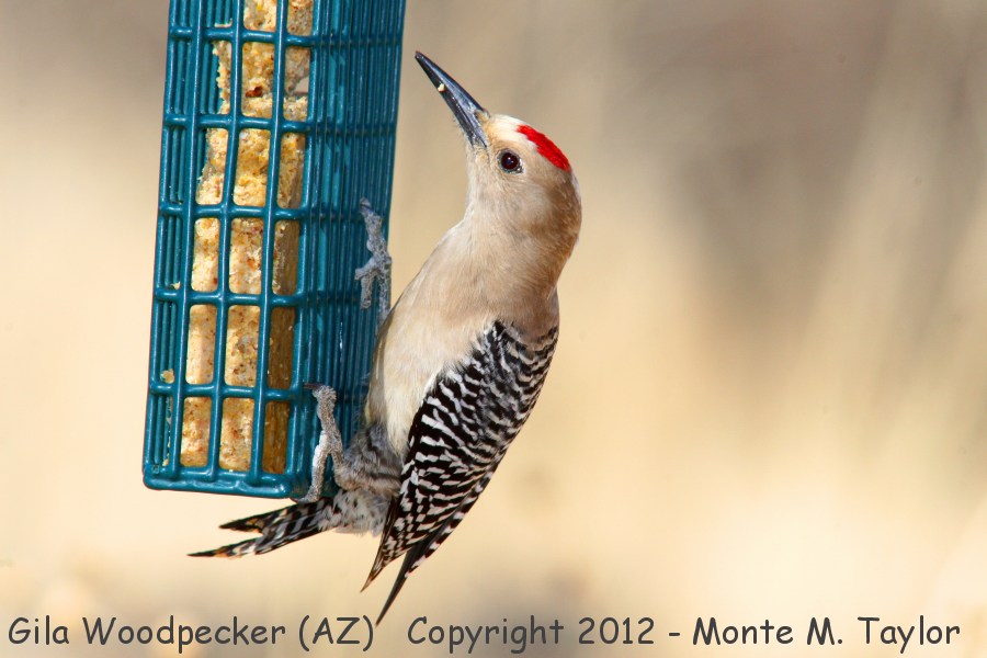 Gila Woodpecker -winter male- (Arizona)