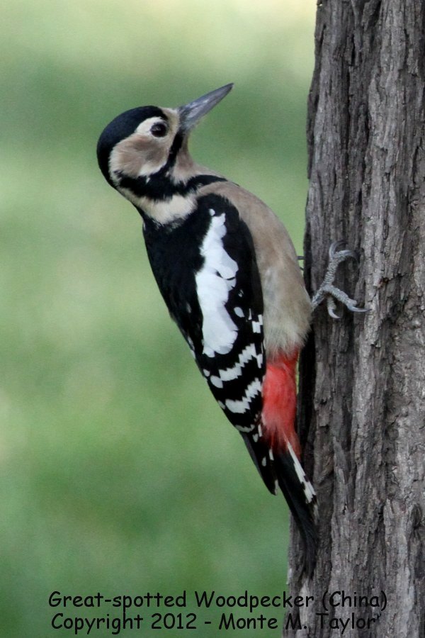 Great Spotted Woodpecker -winter female- (Tianjin, China)