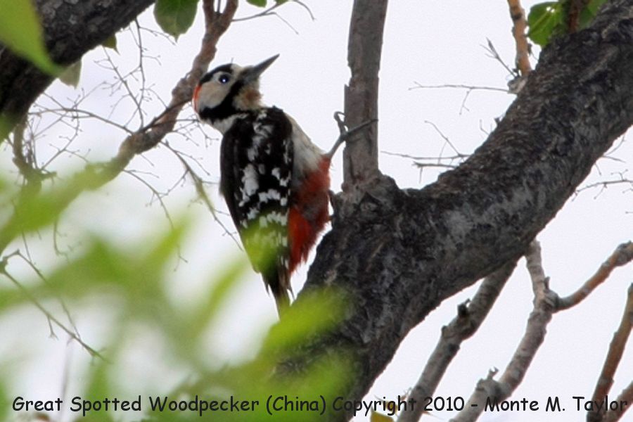 Great Spotted Woodpecker -spring male- (Tianjin, China)