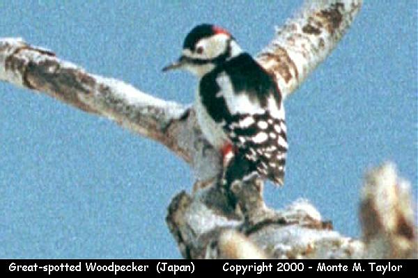 Great Spotted Woodpecker -winter male- (Hokkaido, Japan)