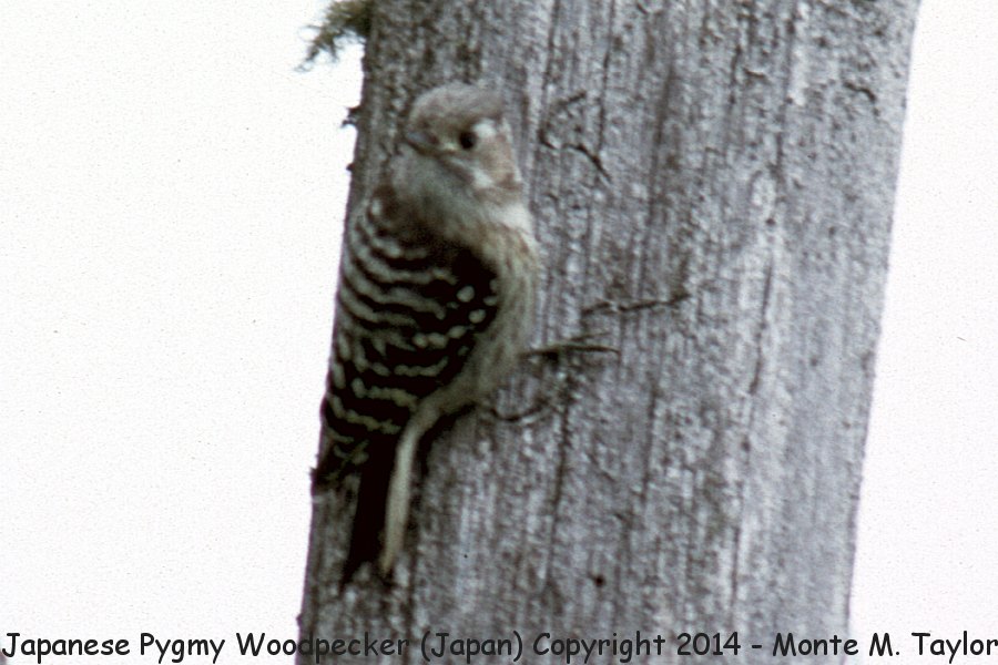 Japanese Pygmy Woodpecker -winter- (Japan)