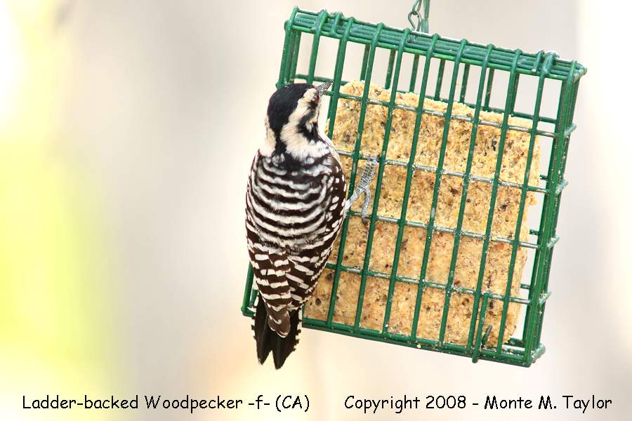 Ladder-backed Woodpecker -female- (California)