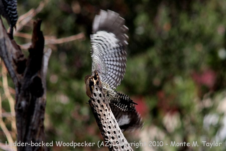 Ladder-backed Woodpecker -winter female- (Arizona)