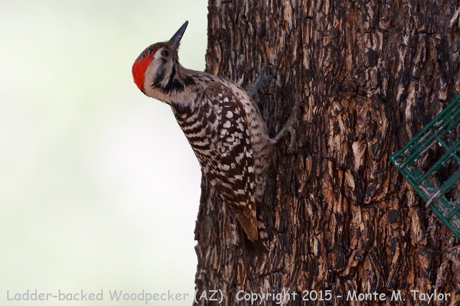 Ladder-backed Woodpecker -spring male- (Arizona)