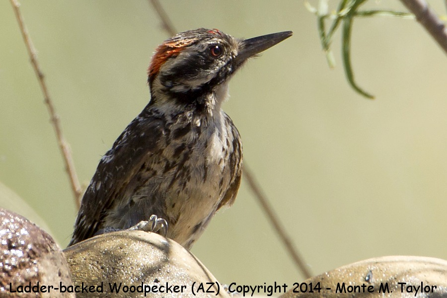 Ladder-backed Woodpecker -summer male- (Arizona)