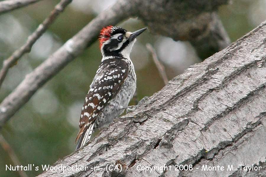 Nuttall's Woodpecker -fall male- (California)