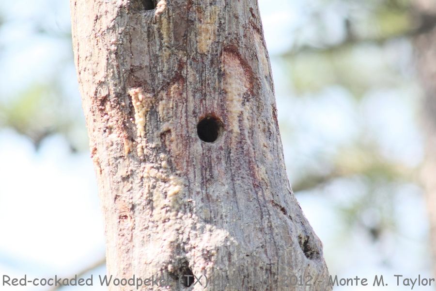 Red-cockaded Woodpecker Nest hole and surrounding sap outlining the nest hole