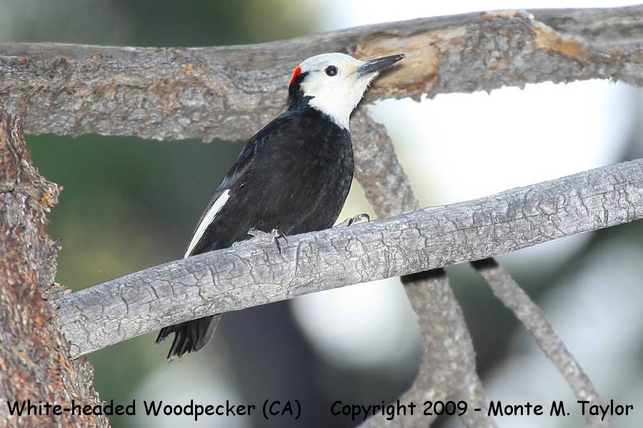 White-headed Woodpecker -spring male- (California)
