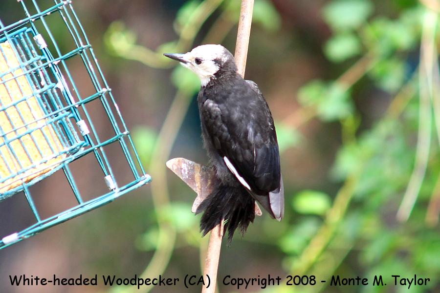 White-headed Woodpecker -summer female- (California)
