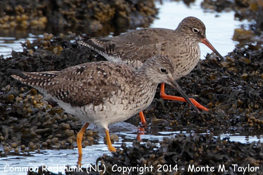 Greater Yellowlegs with Common Redshank -May 3rd, 2014- (Renews, Newfoundland)