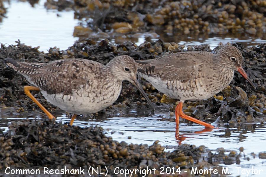 Greater Yellowlegs with Common Redshank -May 3rd, 2014- (Renews, Newfoundland)