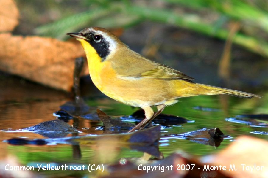 Common Yellowthroat -fall male- (California)
