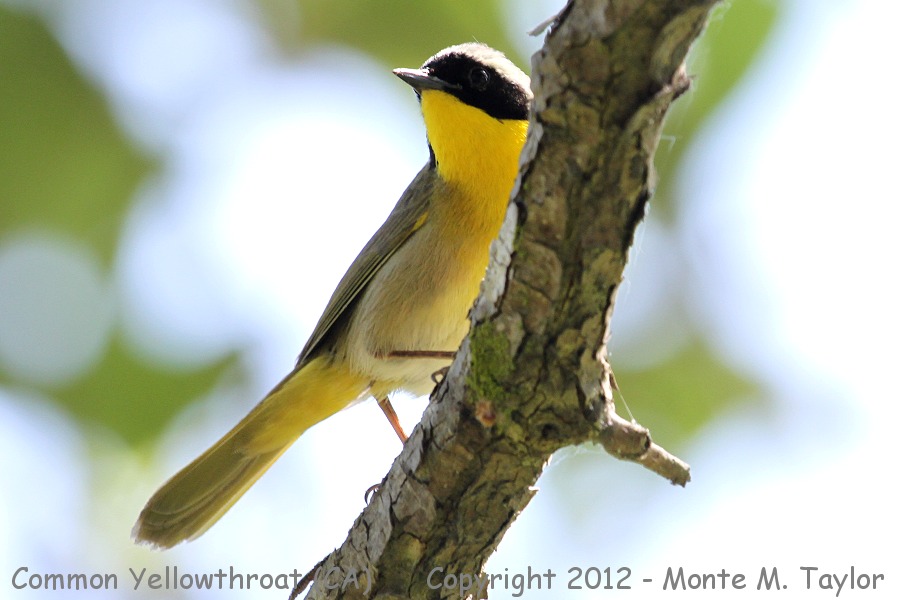 Common Yellowthroat -spring male- (California)