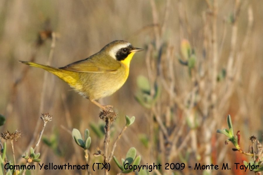 Common Yellowthroat -winter male- (Texas)