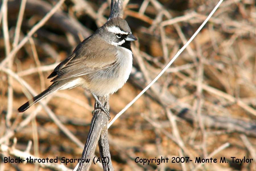 Black-throated Sparrow (Arizona)