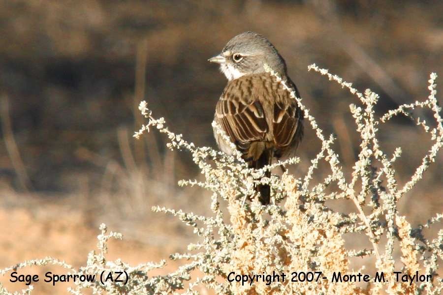 Sage Sparrow (Arizona)