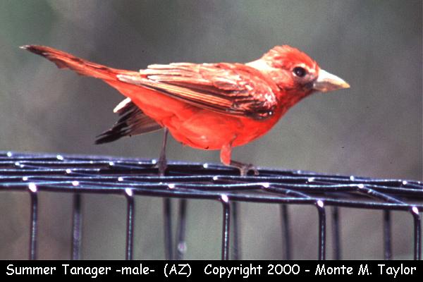 Summer Tanager -male-  (Arizona)