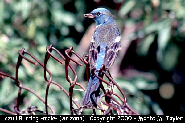 Lazuli Bunting -male- (Arizona)