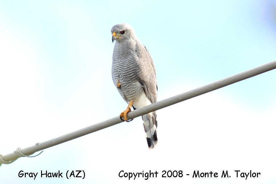 Gray Hawk -adult- (Arizona)
