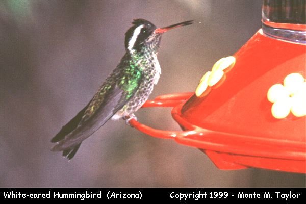White-eared Hummingbird -male-  (Arizona)