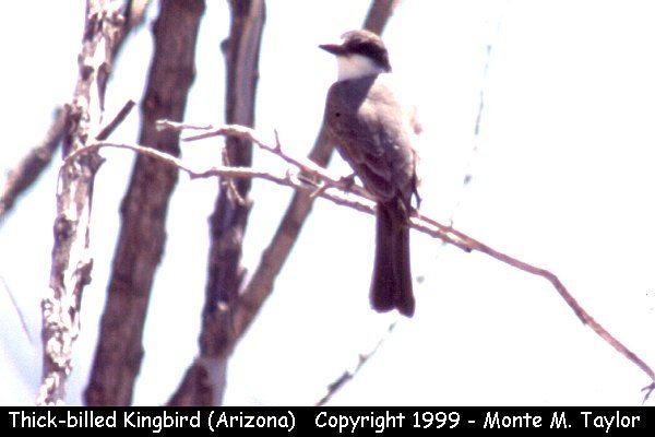 Thick-billed Kingbird  (Arizona)