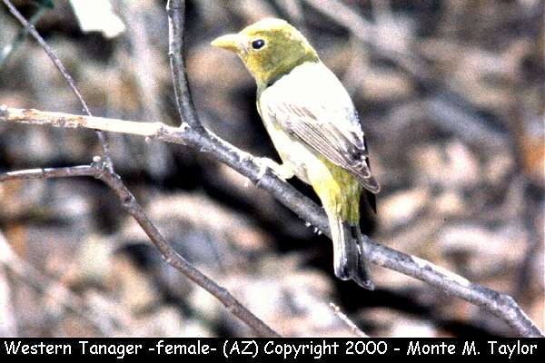 Western Tanager -female-  (Arizona)