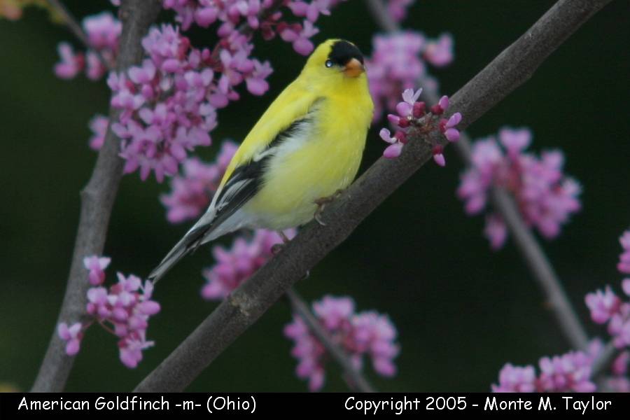 American Goldfinch (male) - Ohio
