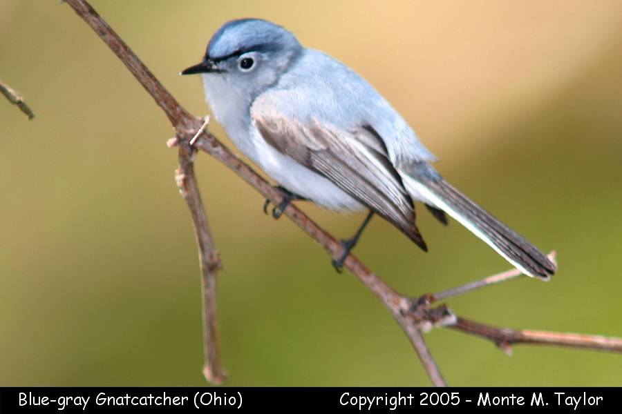 Blue-gray Gnatcatcher - Ohio