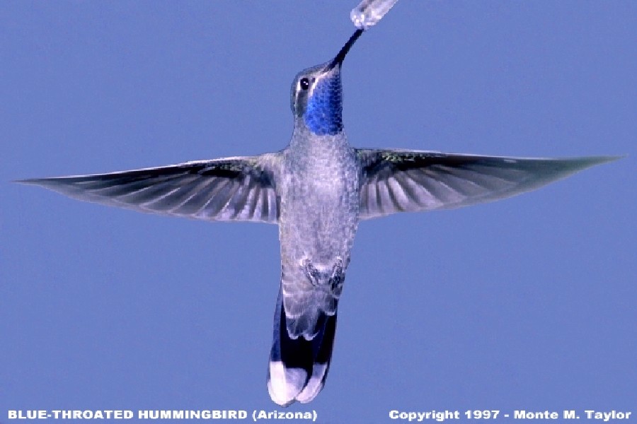 Blue-throated Hummingbird -male- (Arizona)