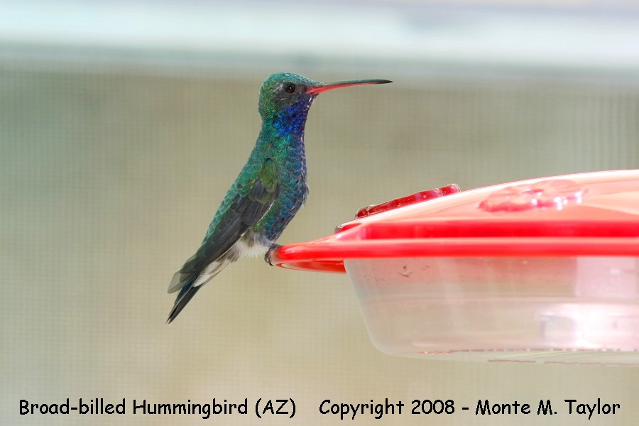 Broad-billed Hummingbird -male- (Arizona)