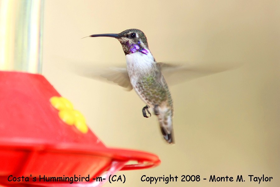 Costa's Hummingbird (Arizona)