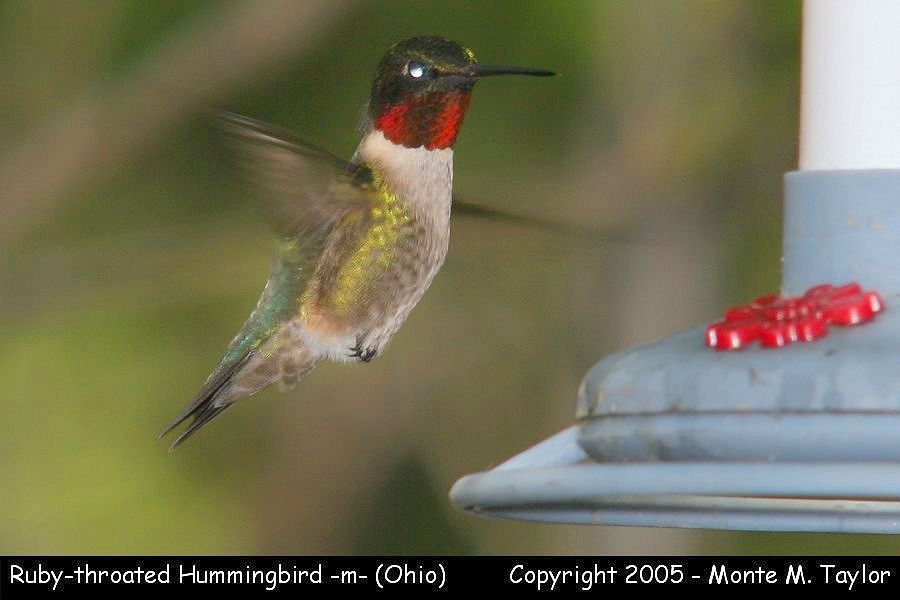 Ruby-throated Hummingbird (male) - Ohio