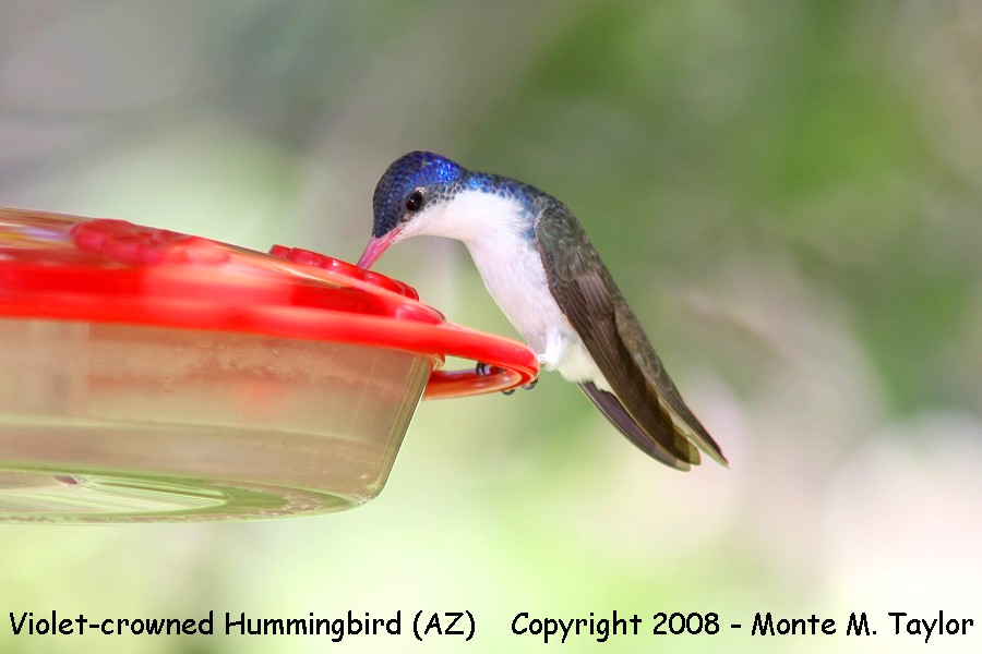 Violet-crowned Hummingbird  (Arizona)