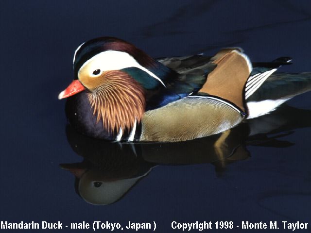 Mandarin Duck -male-  (Tokyo, Japan)
