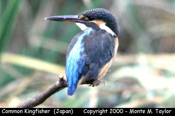 Common Kingfisher  (Japan)