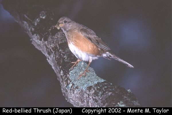 Red-bellied (brown) Thrush (Hokkaido, Japan)