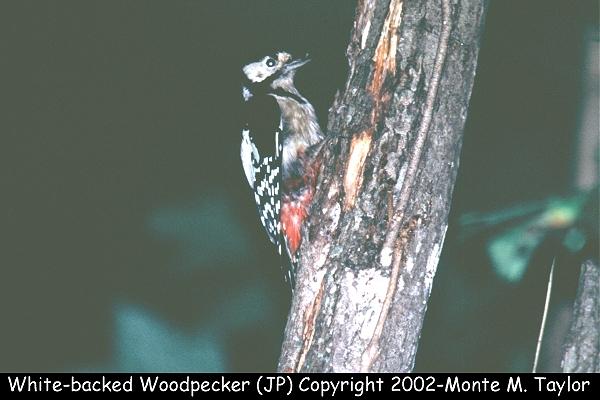 White-backed Woodpecker (Japan)