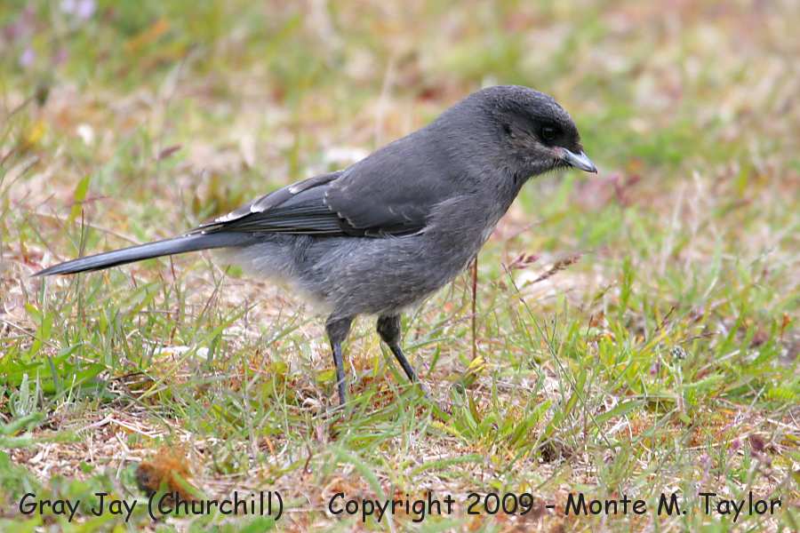 Gray Jay -immature- (Churchill, Manitoba, Canada)