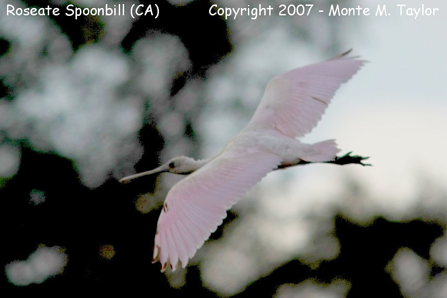 Roseate Spoonbill -immature- (California)
