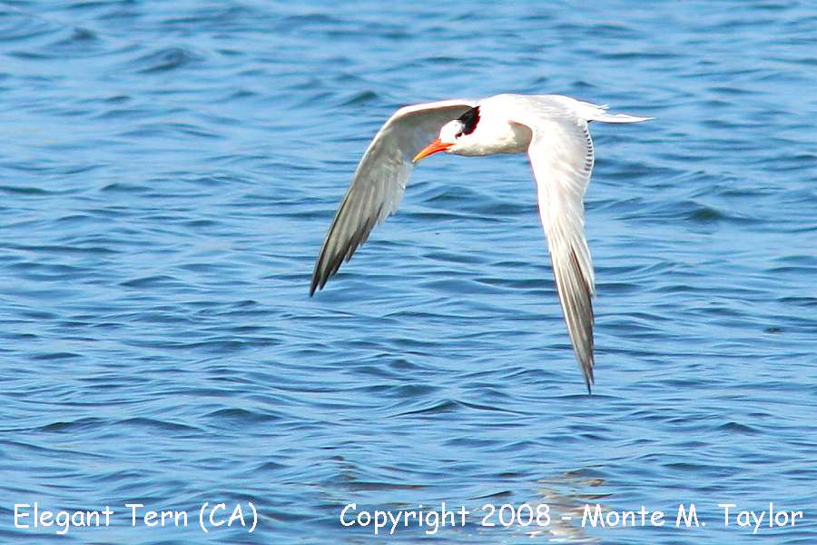 Elegant Tern  (California)