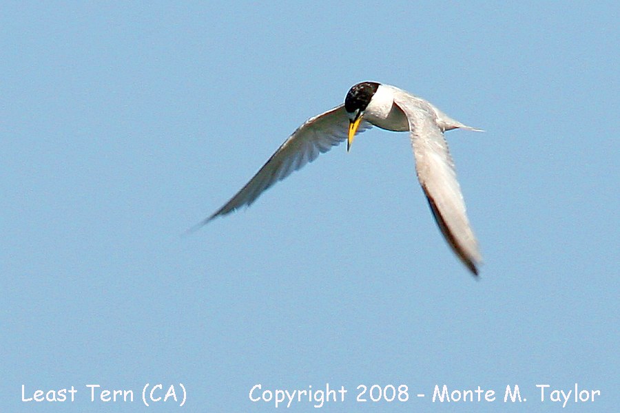 Least Tern (California)
