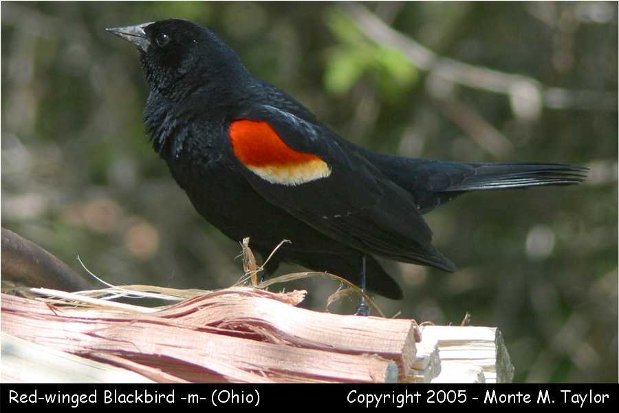 Red-winged Blackbird (male) - Ohio