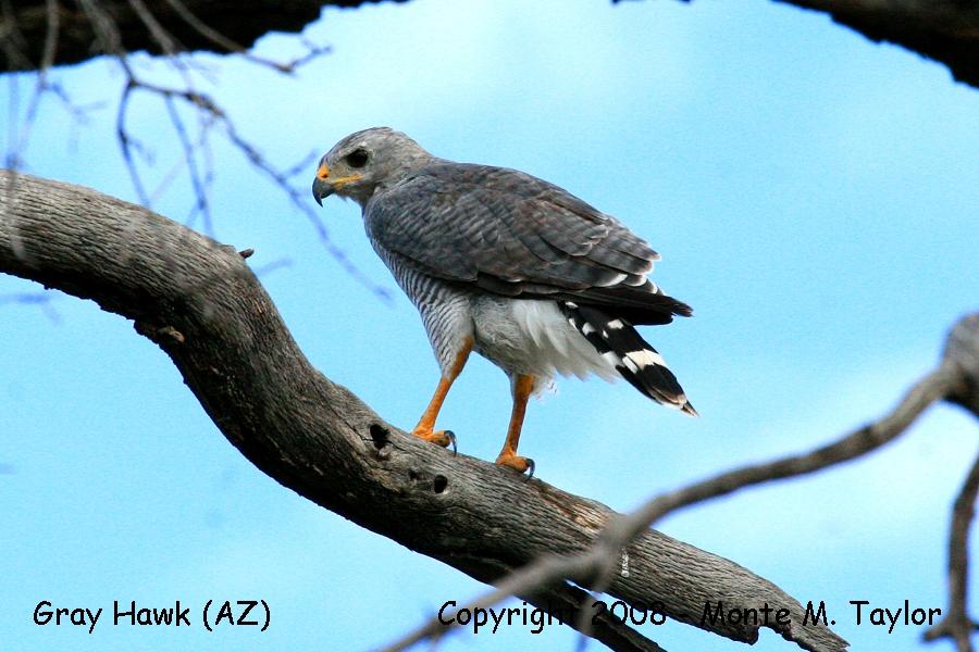 Gray Hawk (Arizona)