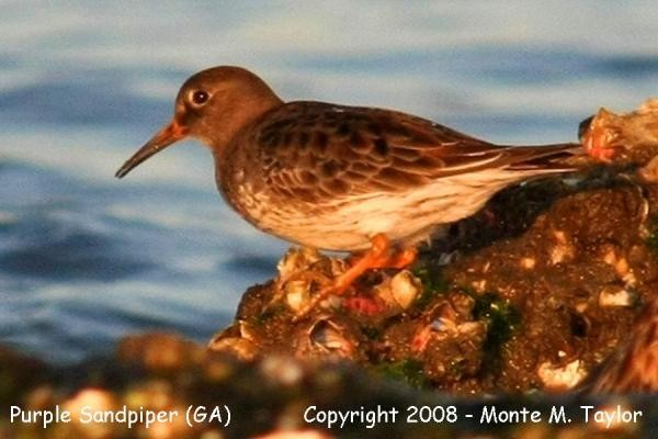 Purple Sandpiper (Georgia)