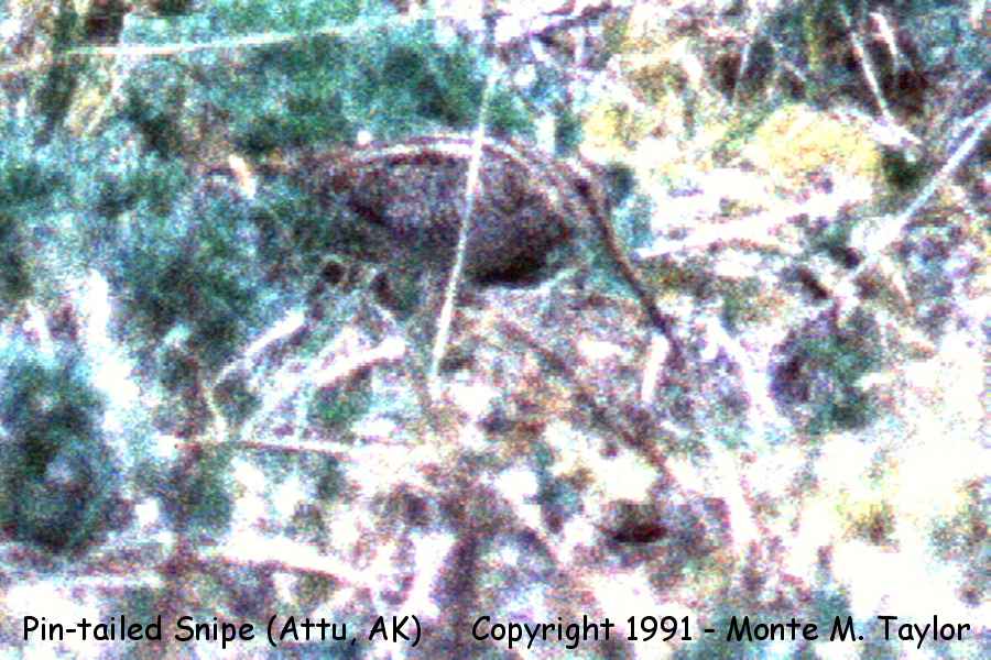 Pin-tailed Snipe -first NA record- (Attu, Alaska)