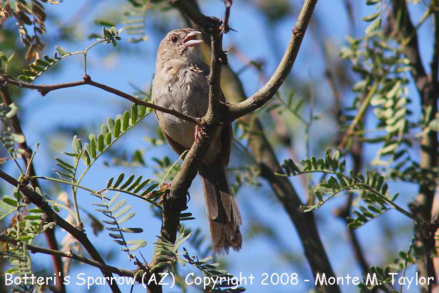 Botteri's Sparrow (Arizona)