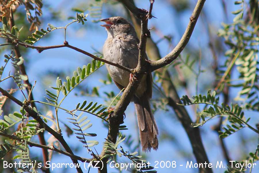 Botteri's Sparrow (Arizona)