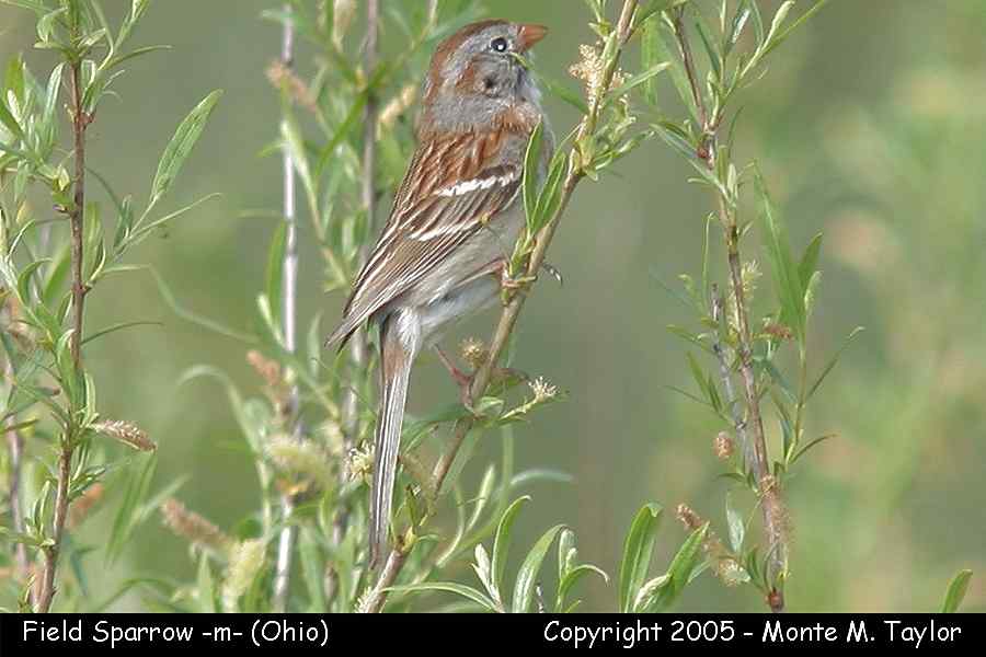 Field Sparrow (male) - Ohio